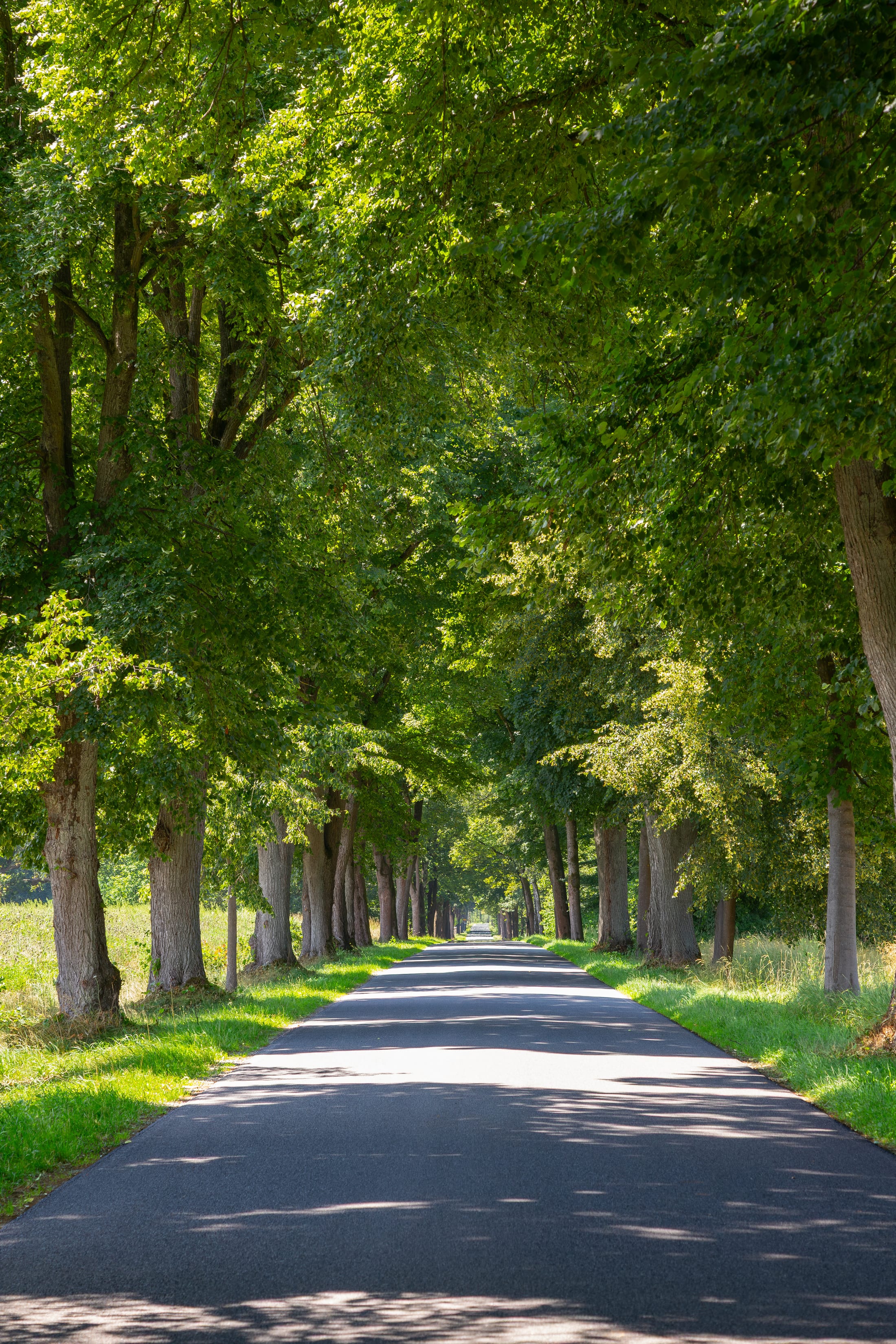 Allee bei Schmarbeck